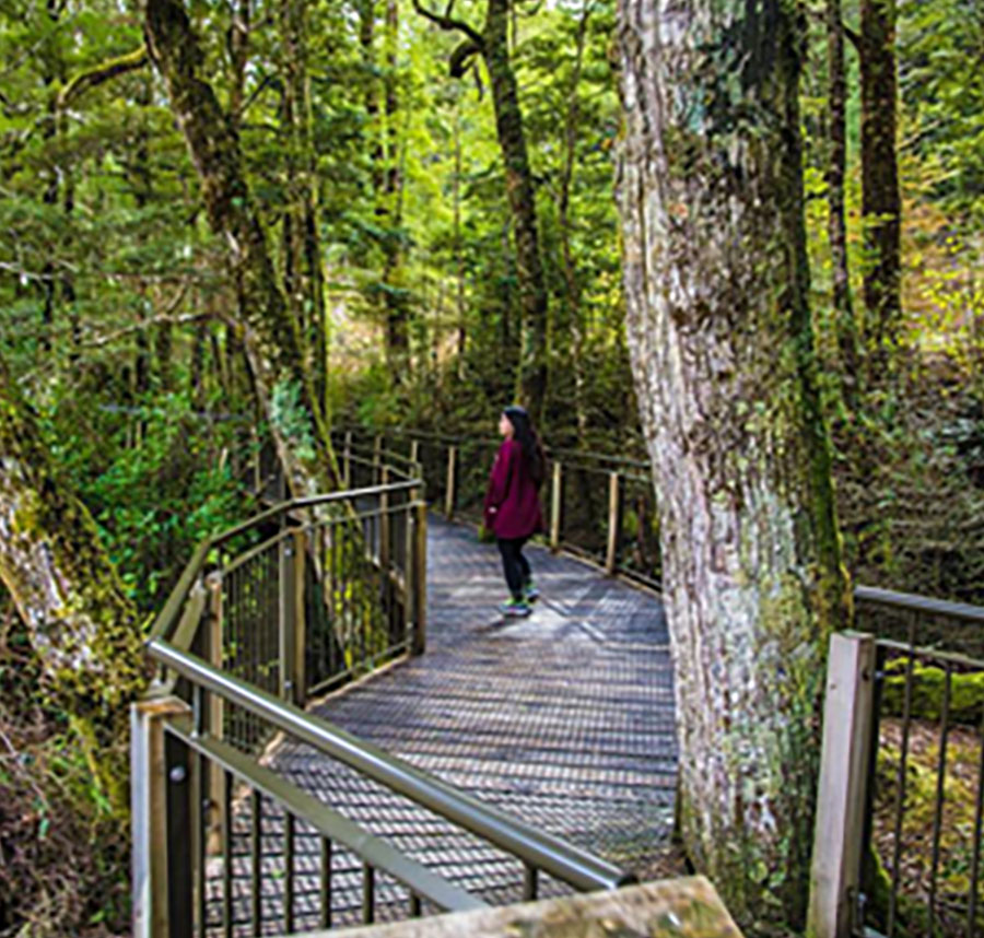Julie Huang walks across a bridge in a forest in New Zealand.