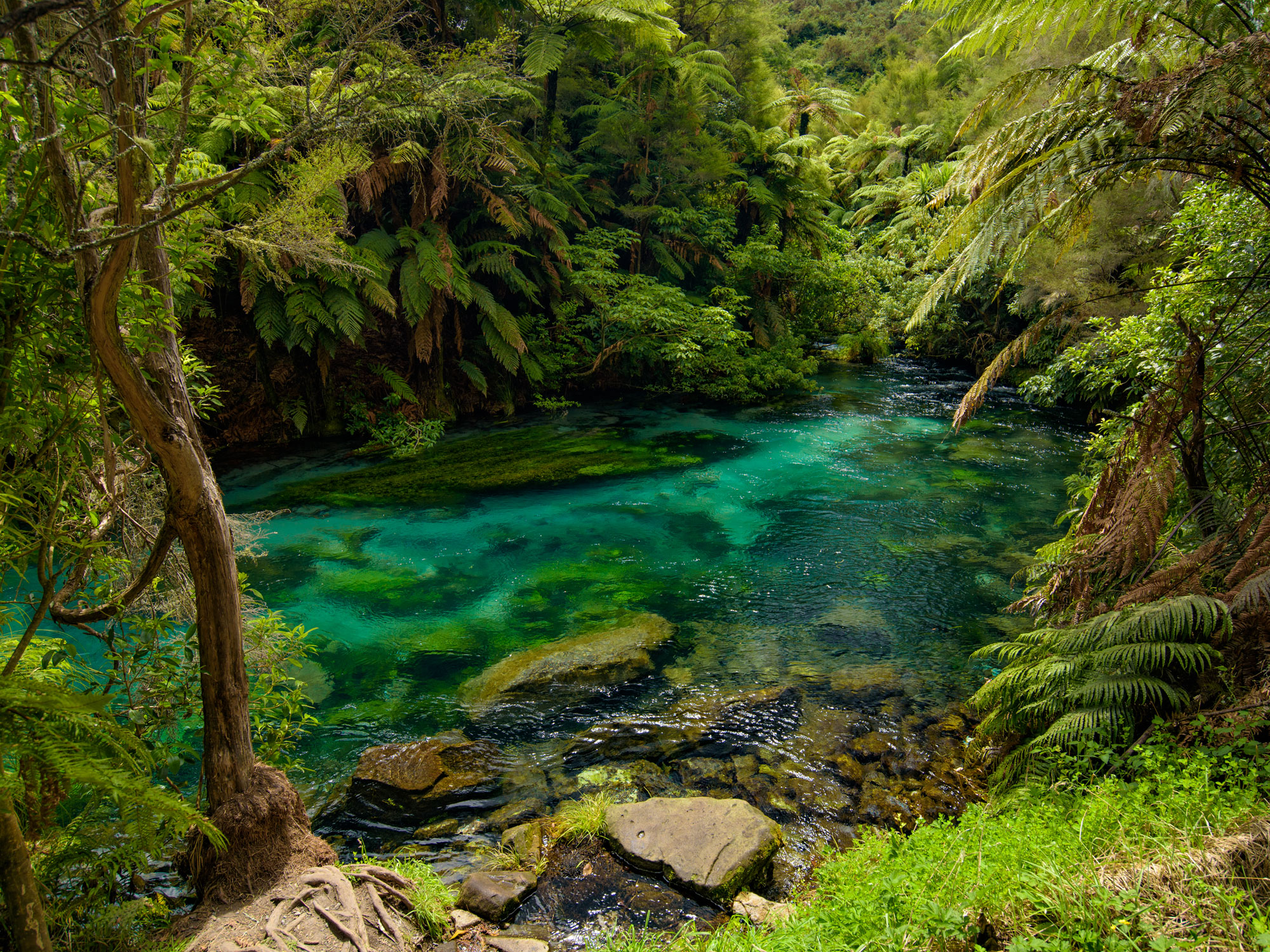 Blue Spring, the river with the purest water in New Zealand, Te Waihou Walkway, Hamilton, Waikato