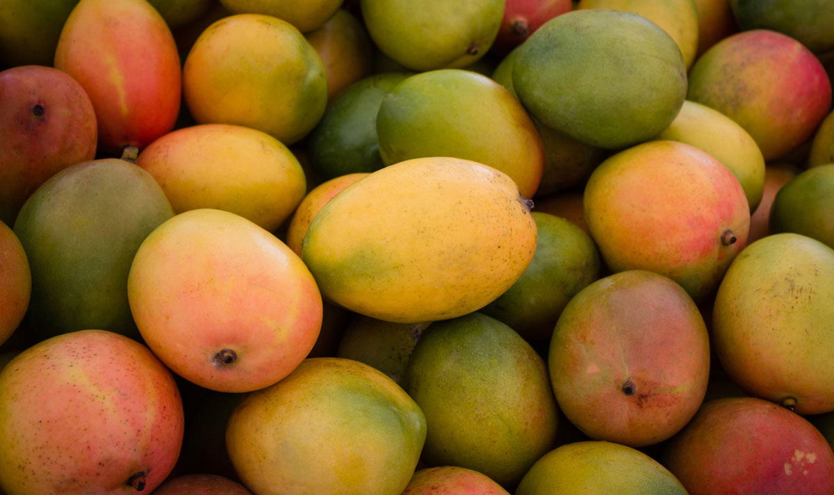 Pile of fresh mango fruits