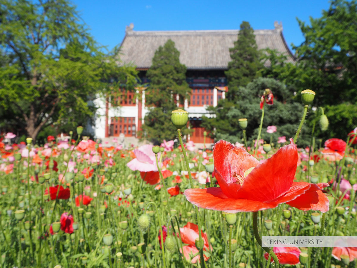 Flowers in front of Peking University