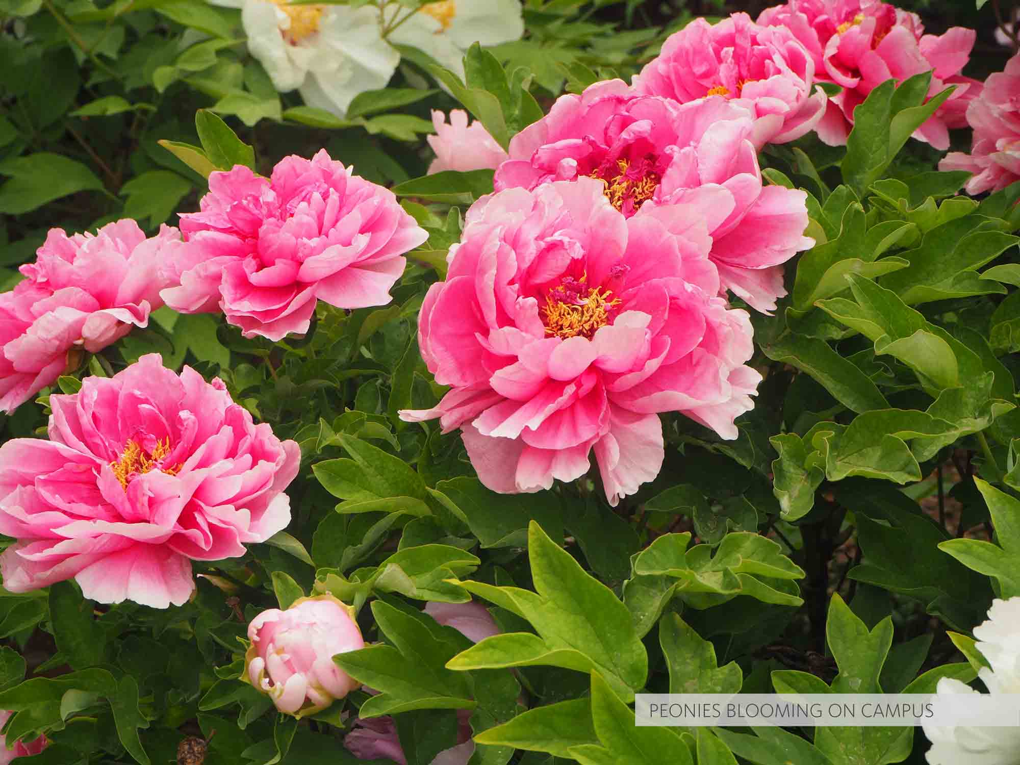 Peonies blooming on campus in Beijing