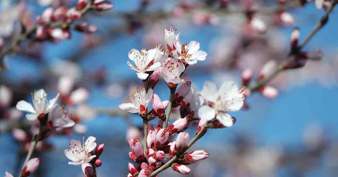 Close up photo of cherry blossoms
