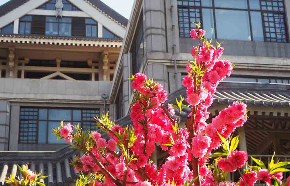 flowers blooming on campus