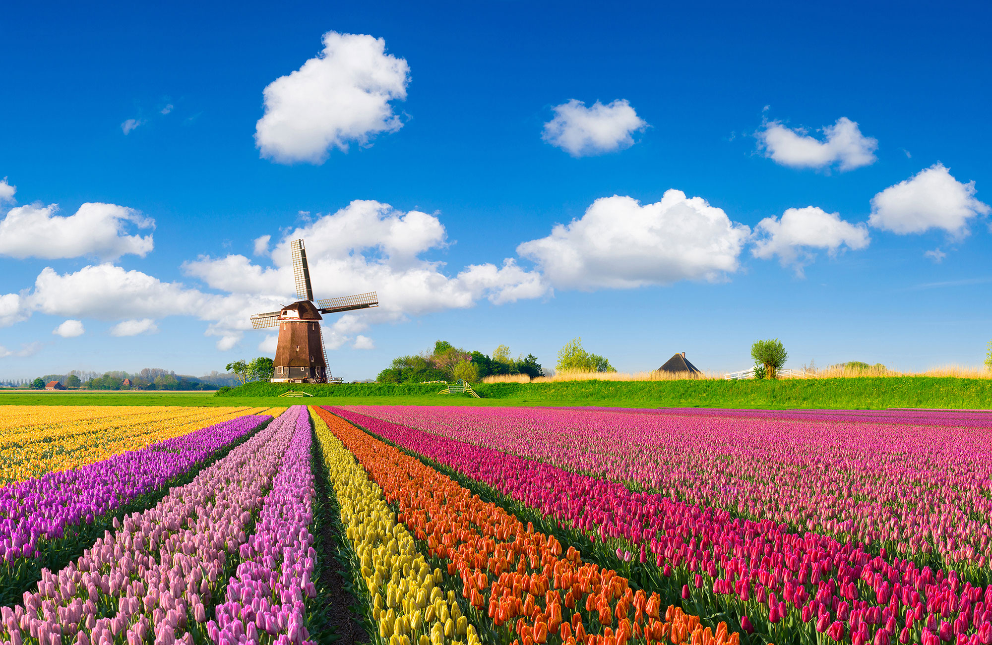 Multi-colored tulip fields in front of a Dutch windmill under a nicely clouded sky.