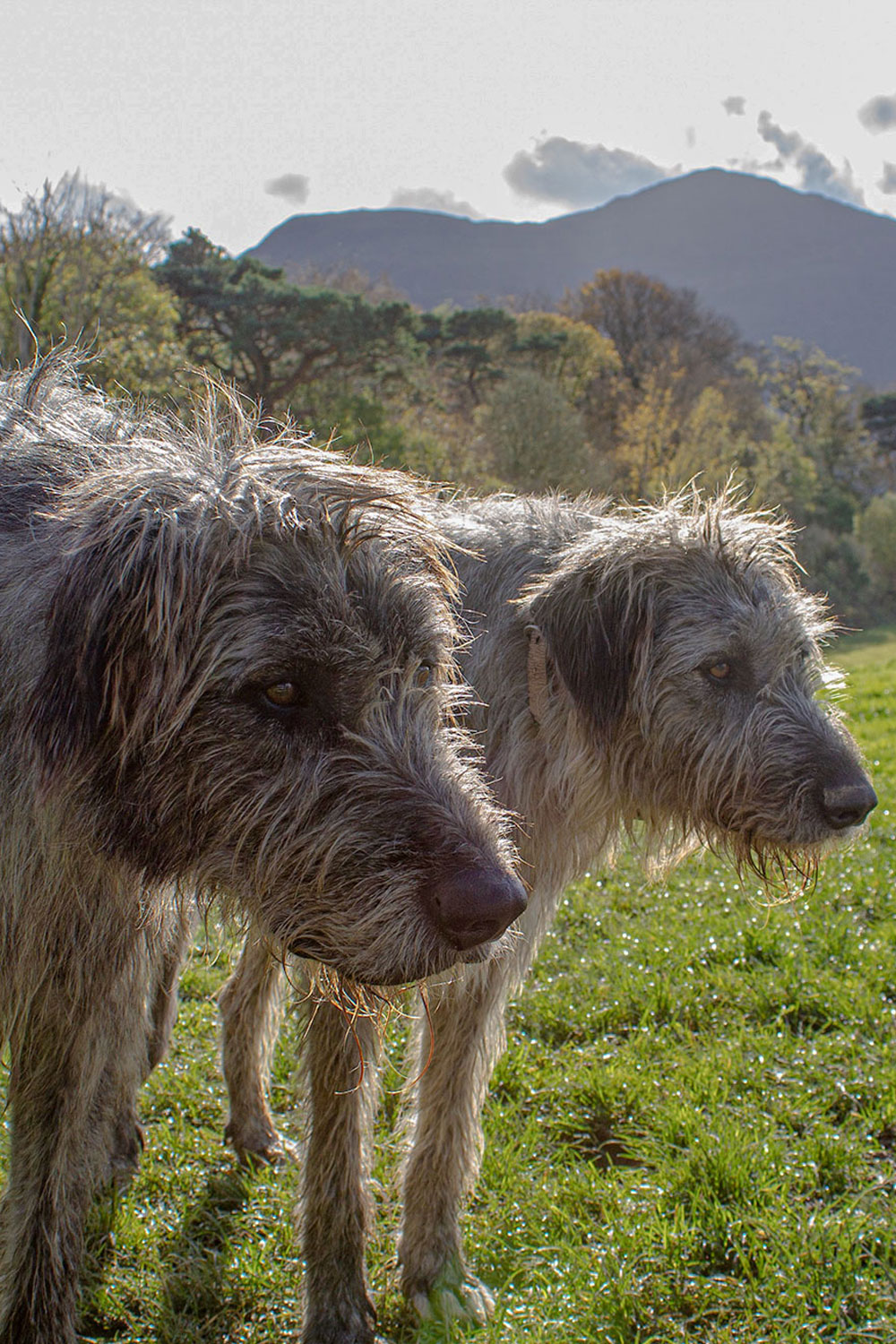 two Irish wolfhounds in the countryside of Galway, Ireland