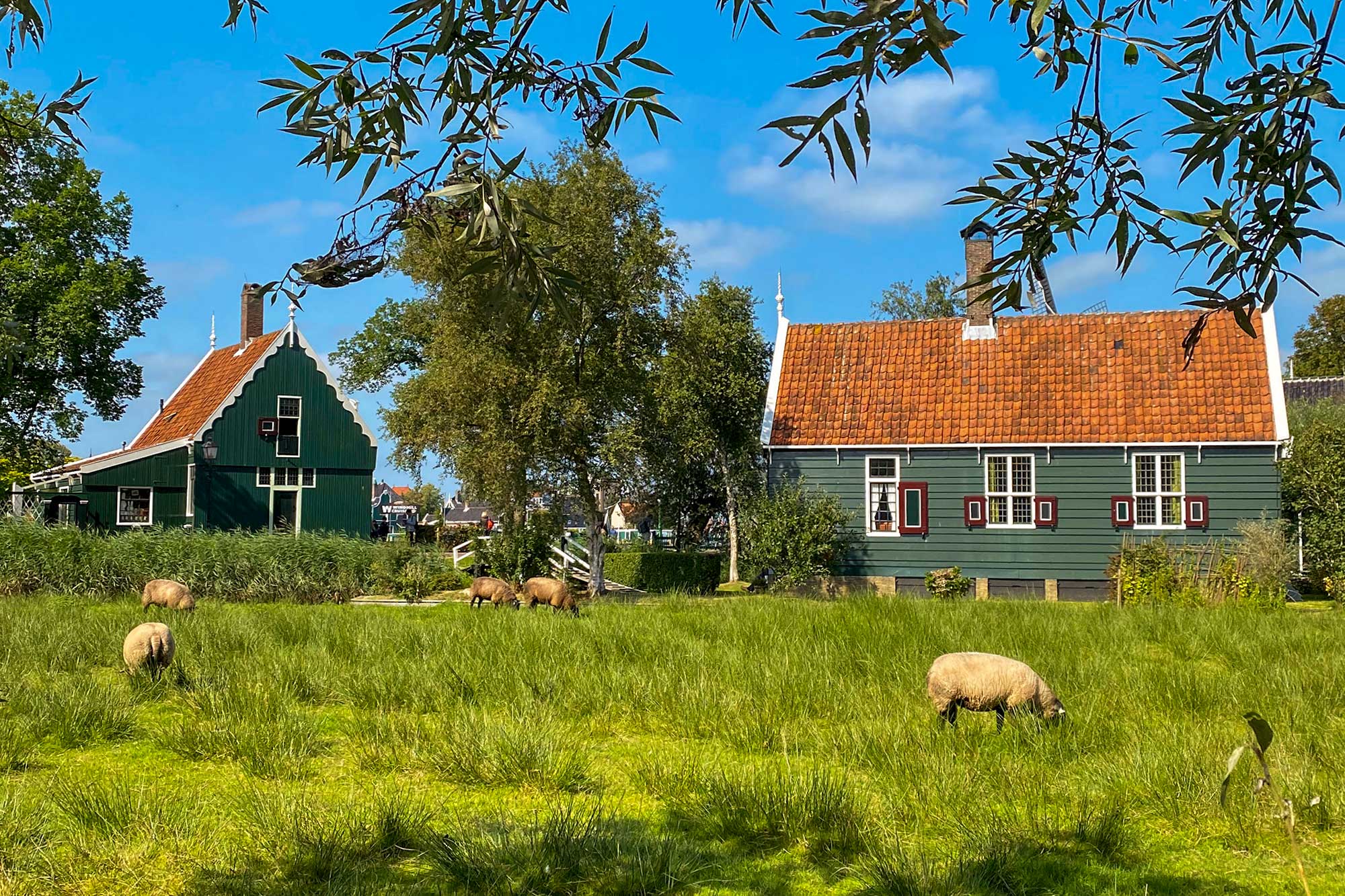 View of the houses of Zaanse Schans with sheep grazing in a grassy field on a bright blue sunny day.