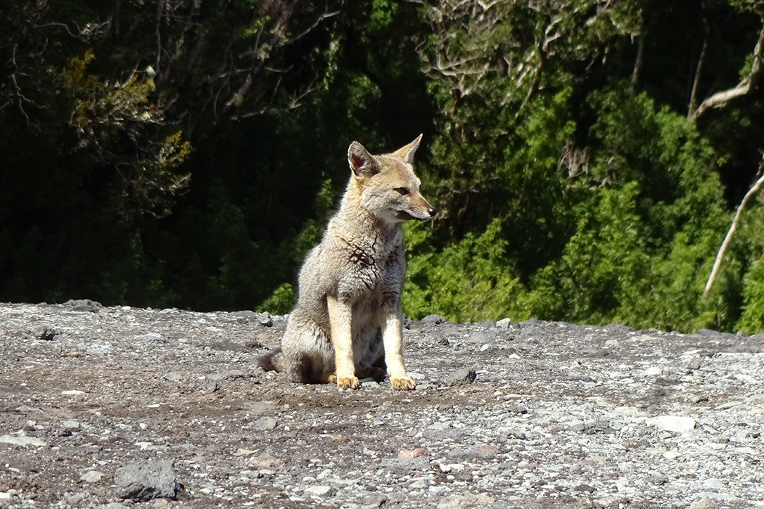 A fox near Lago Llanquihue