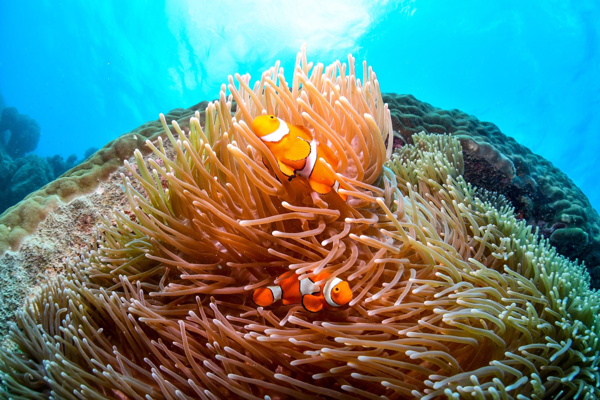 A coral reef with two clown fish swimming in it.