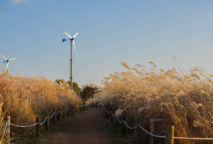 A path surrounded by tall golden pampas grass with windmills in the background