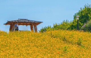 A view of a field of yellow flowers in bloom at South Korea's Olympic Park.