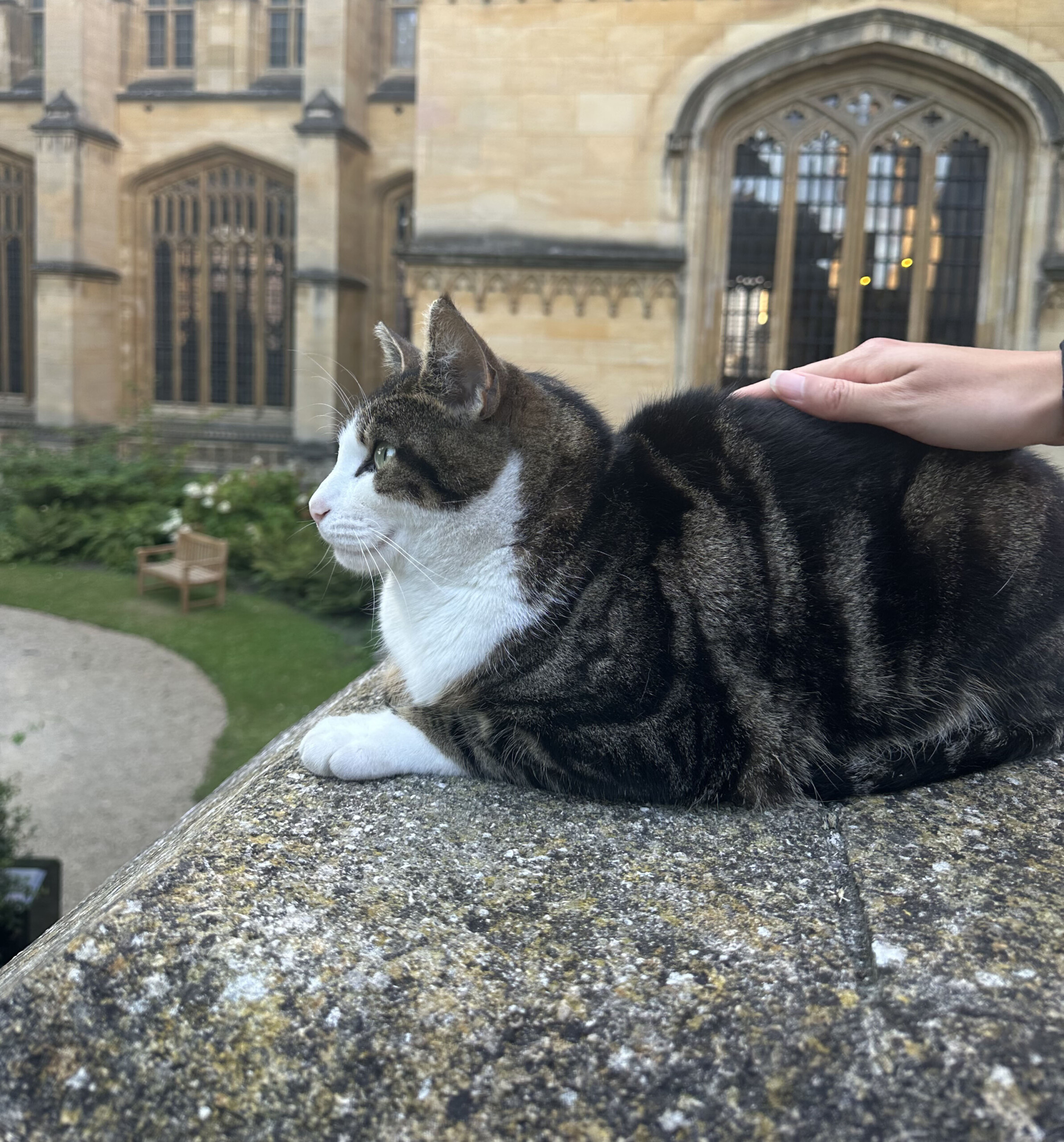 Walter, the Exeter cat