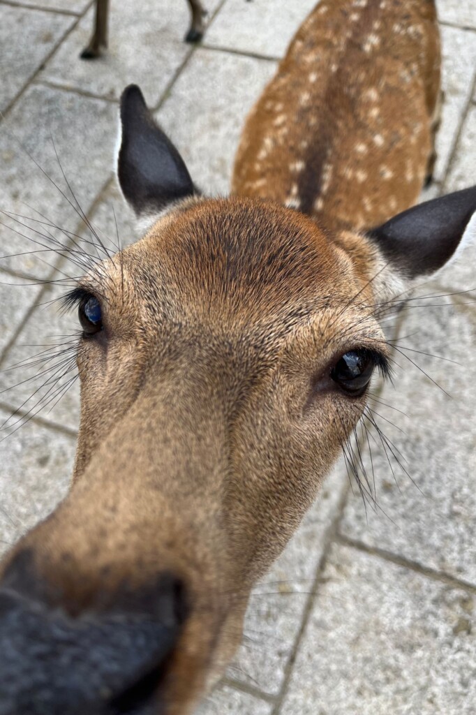 A wild deer in Nara