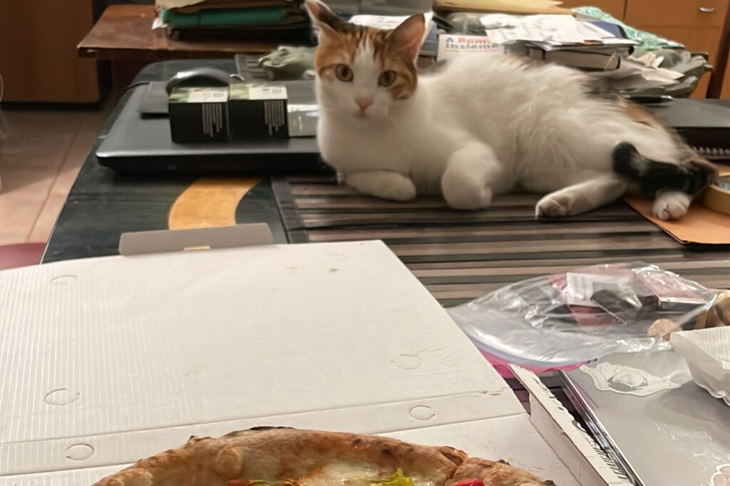 Eating pizza with a cat in Rome