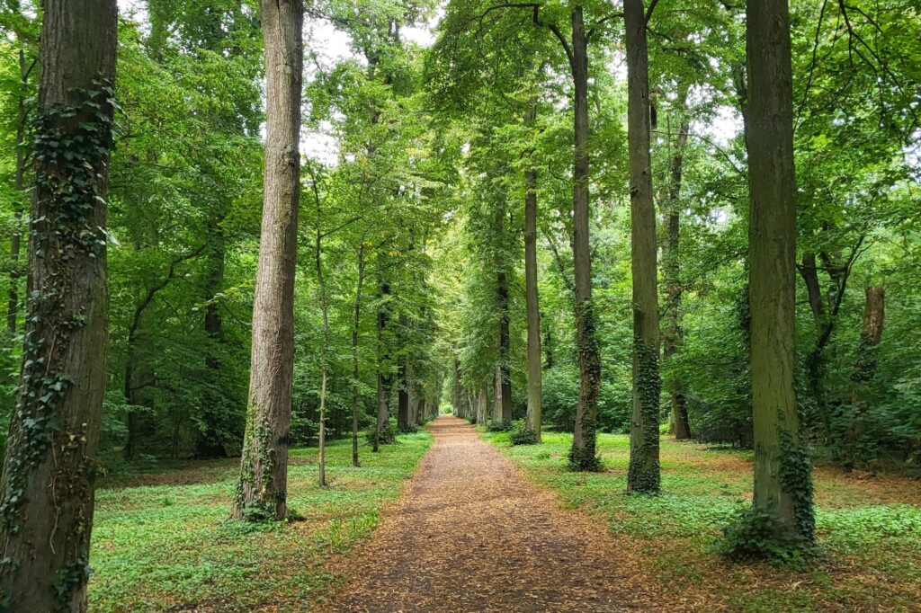 Trail through green forest in Berlin, Germany