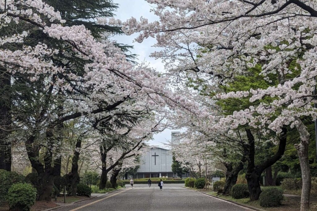 Cherry blossoms in bloom at International Christian University