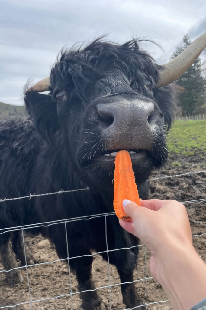 A Scotland Coo (cow)