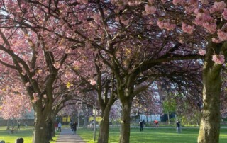 Flowering trees on University of Edinburgh campus