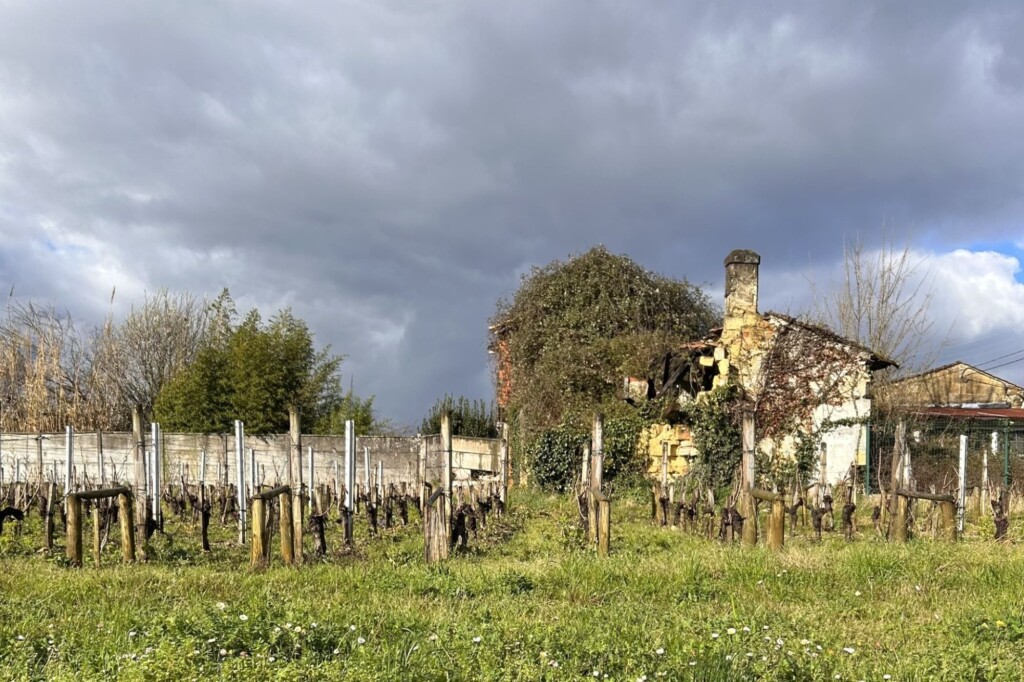 A derelict building and vines on a vineyard in France