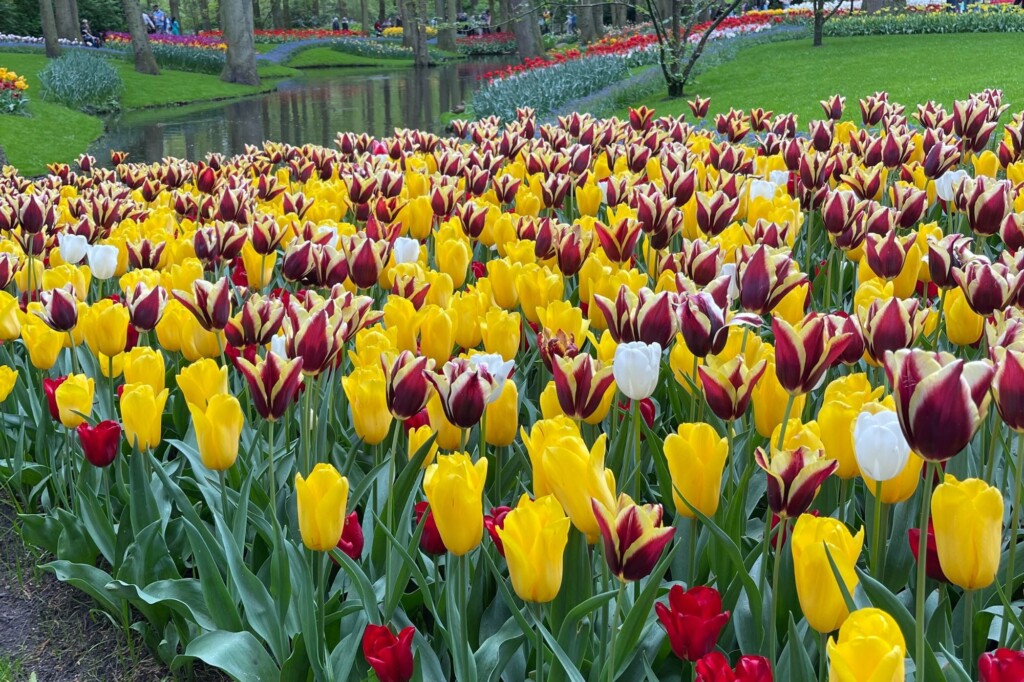Lovely park filled with blooming tulips in The Netherlands 
