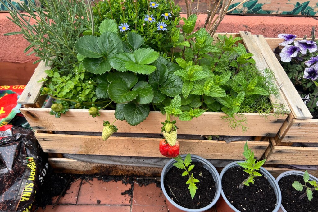 Brooke Taylor's terrace garden in Barcelona