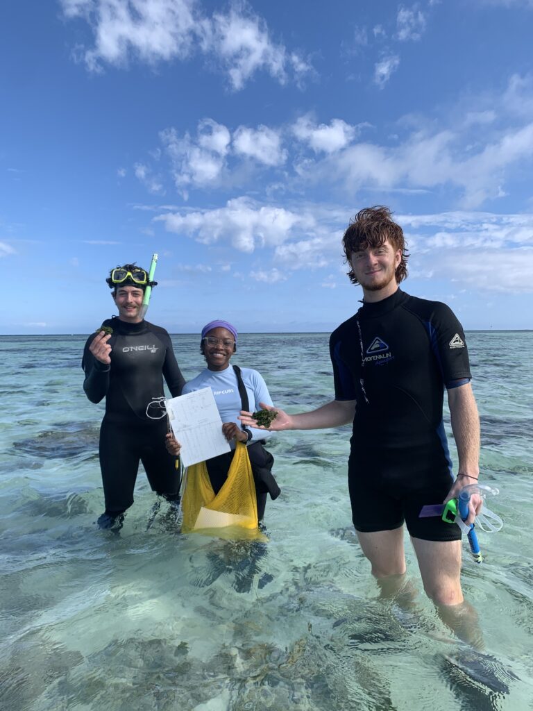 UC students researching in the ocean