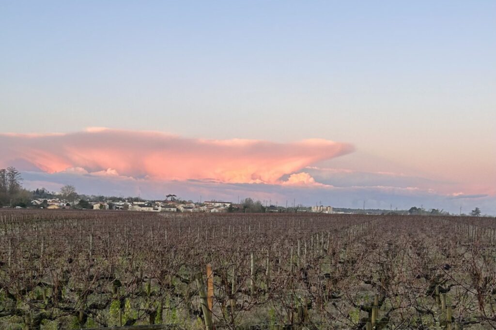 View of vineyard in French countryside