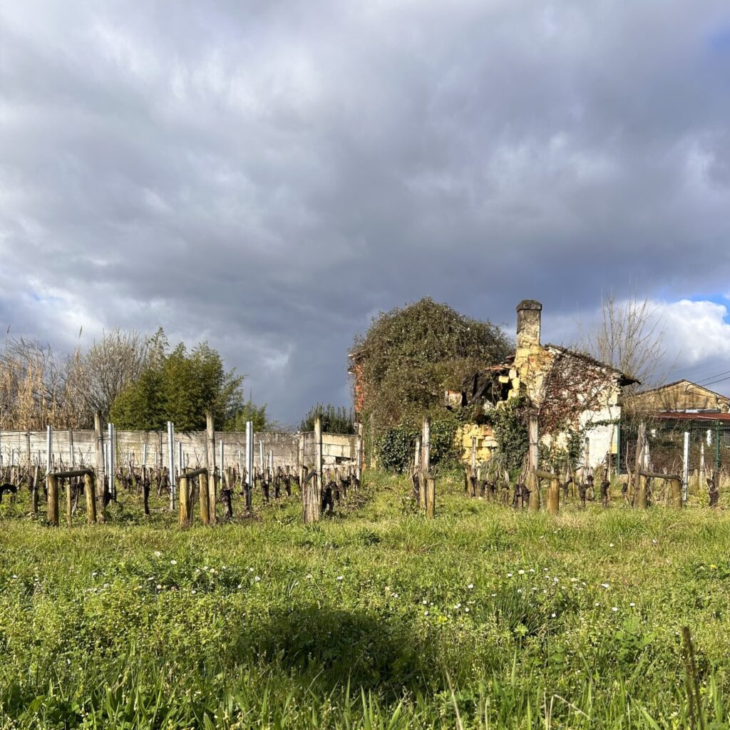 View of French vineyard with cloudy sky overhead