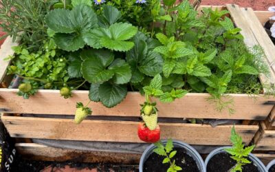 How to Grow Confidence Abroad: Lessons from My Barcelona Garden