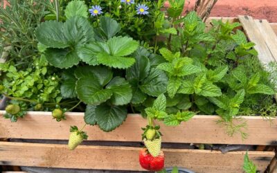 How to Grow Confidence Abroad: Lessons from My Barcelona Garden