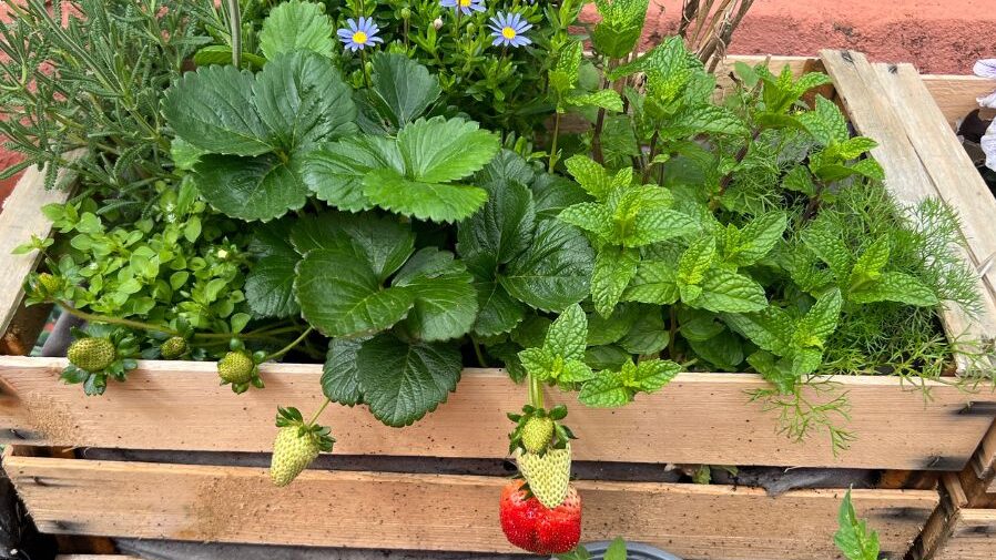 Brooke Taylor's Barcelona garden with mint and strawberries