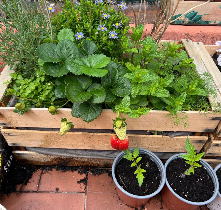 Brooke Taylor's Barcelona garden with mint and strawberries