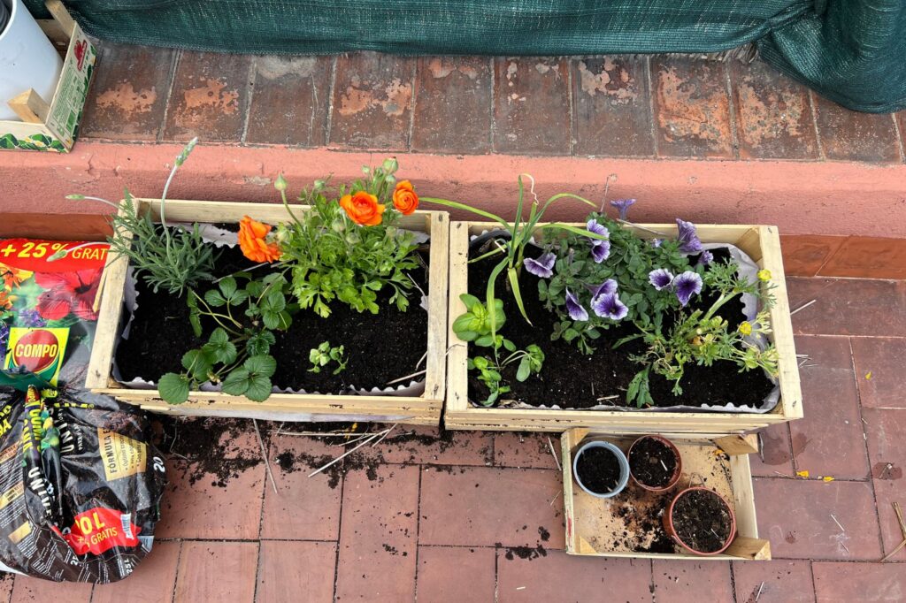Garden growing on a terrace in Barcelona