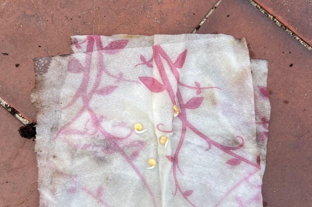 Pepper seeds drying on a paper towel