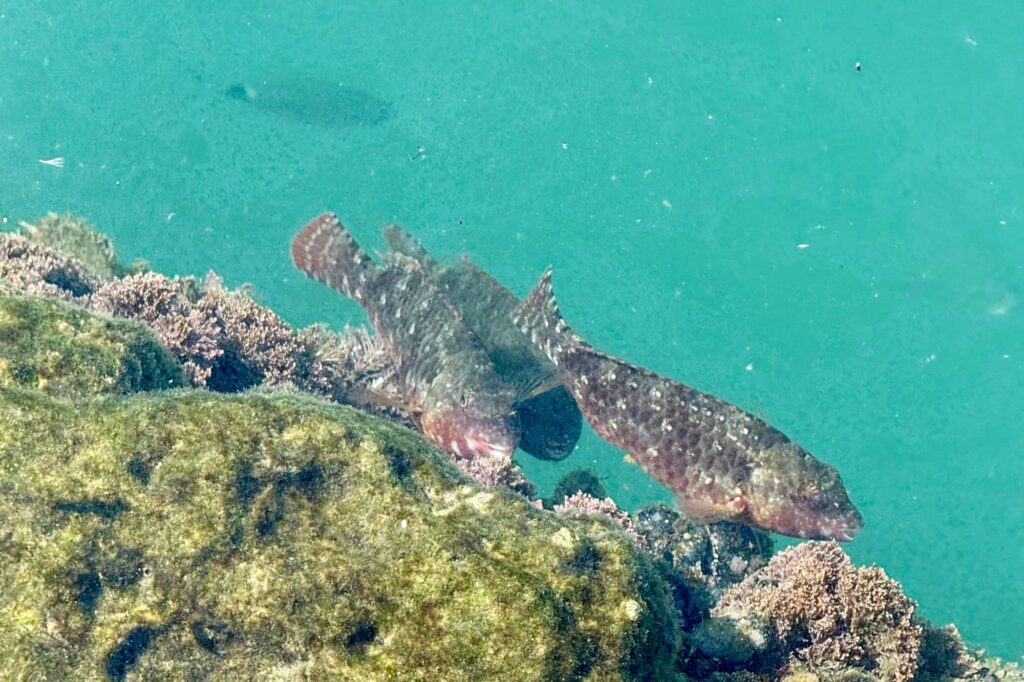 Sicilian fish eating algae off rocks