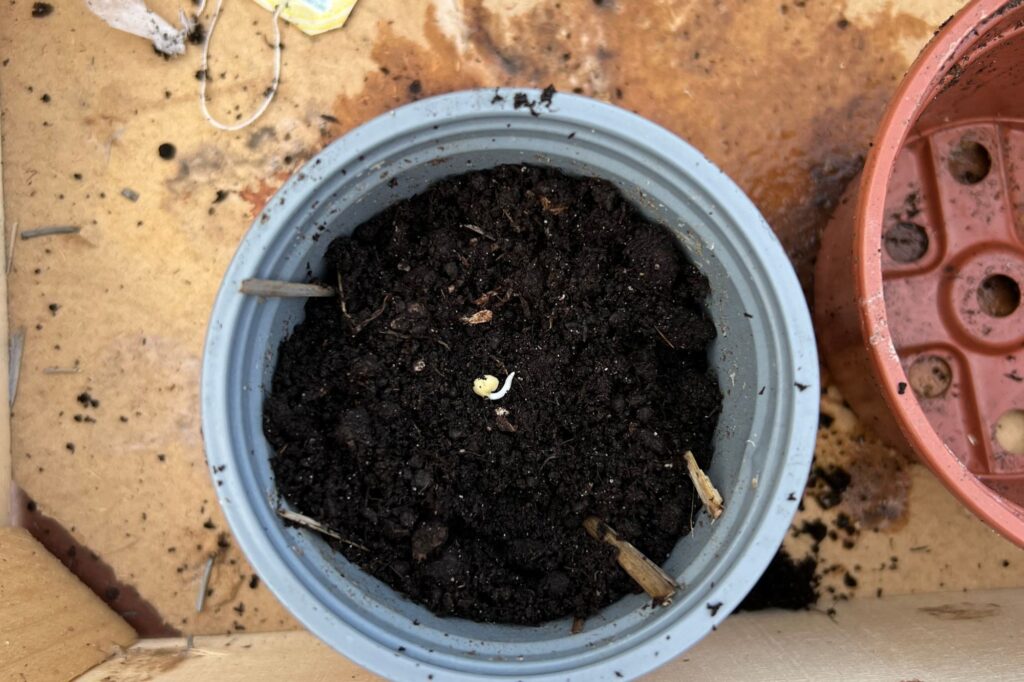 Seeds sprouting in dirt